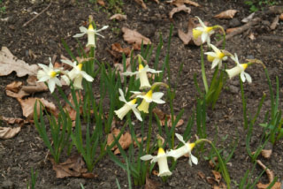 Narcissus 'Elka' bestellen